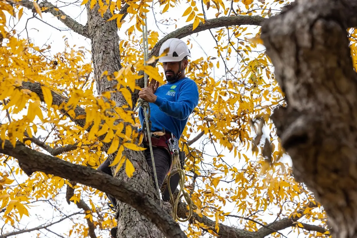 Skilled Tree Trimming crew working in Eads